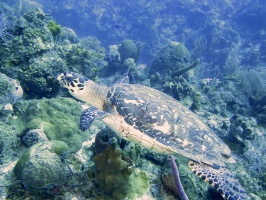 038 Hawksbill Sea Turtle IMG 5800